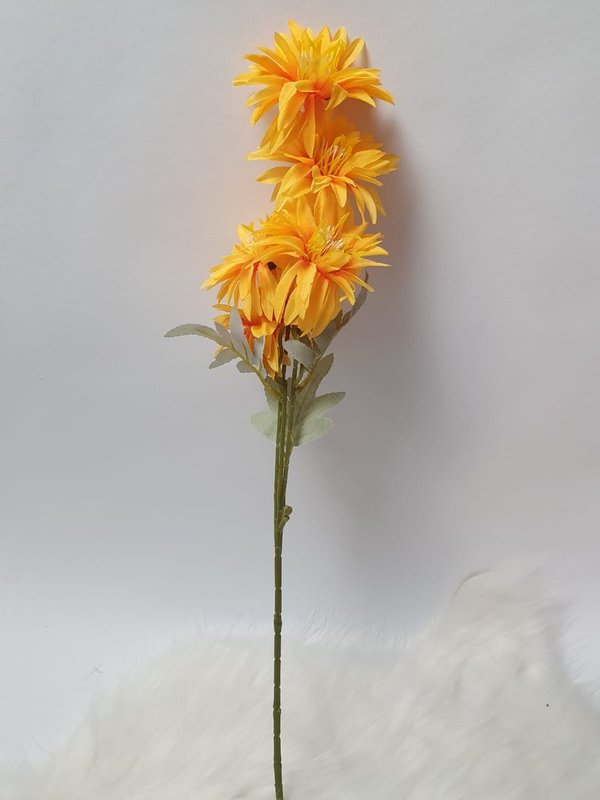 Chrysantheme 5 Blüten in Verschiedenen Farben