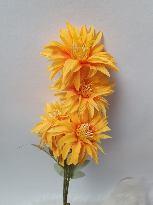 Chrysantheme 5 Blüten in Verschiedenen Farben