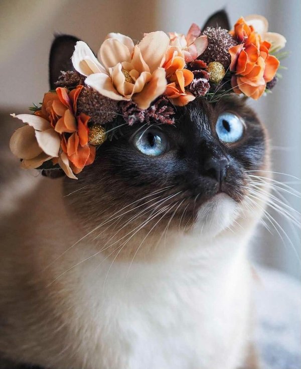 Blütenkrone Katze - verschiedene Farben